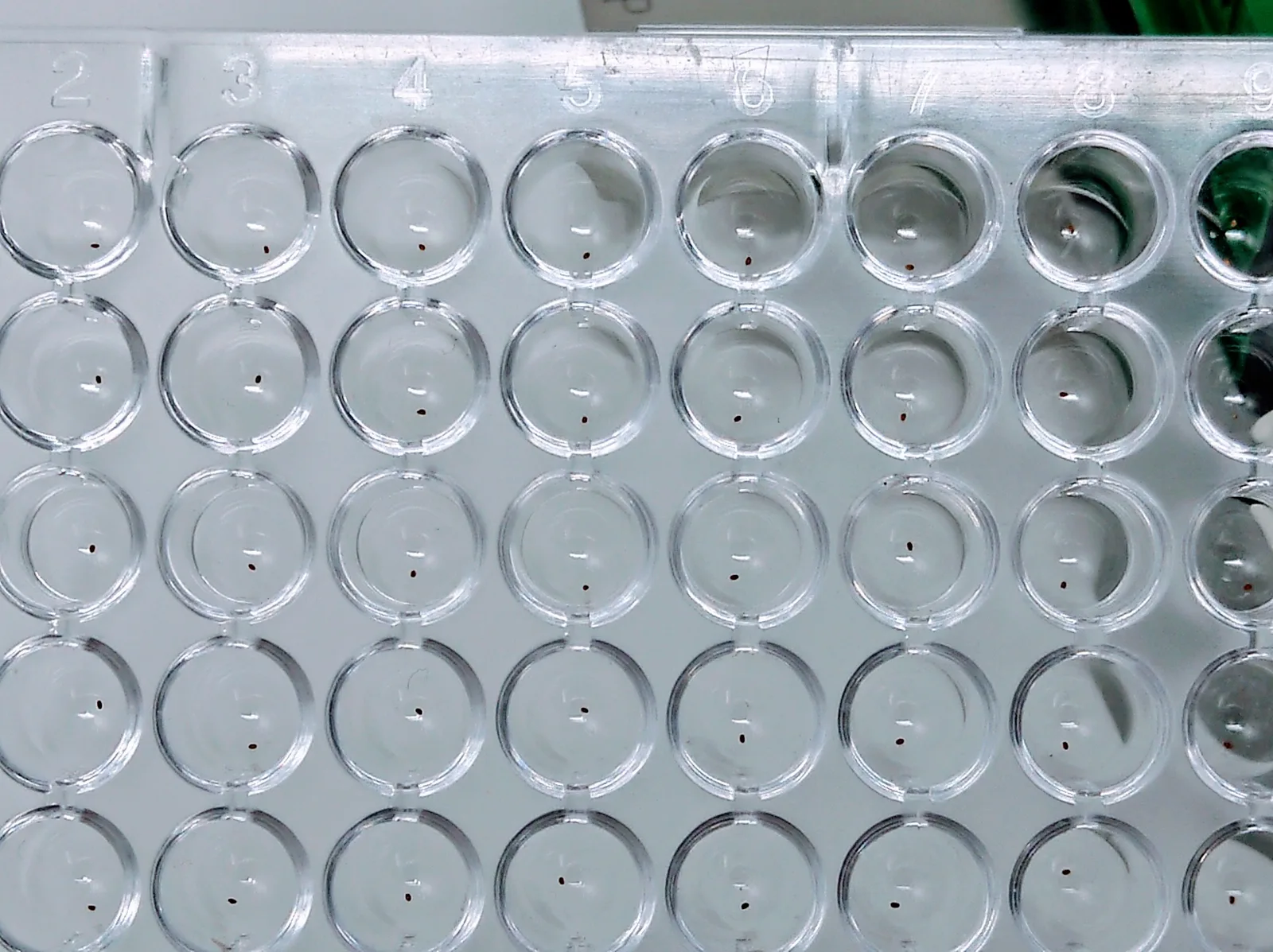 LabTIE 96-well seed dispenser in use for plant breeding and germination assays