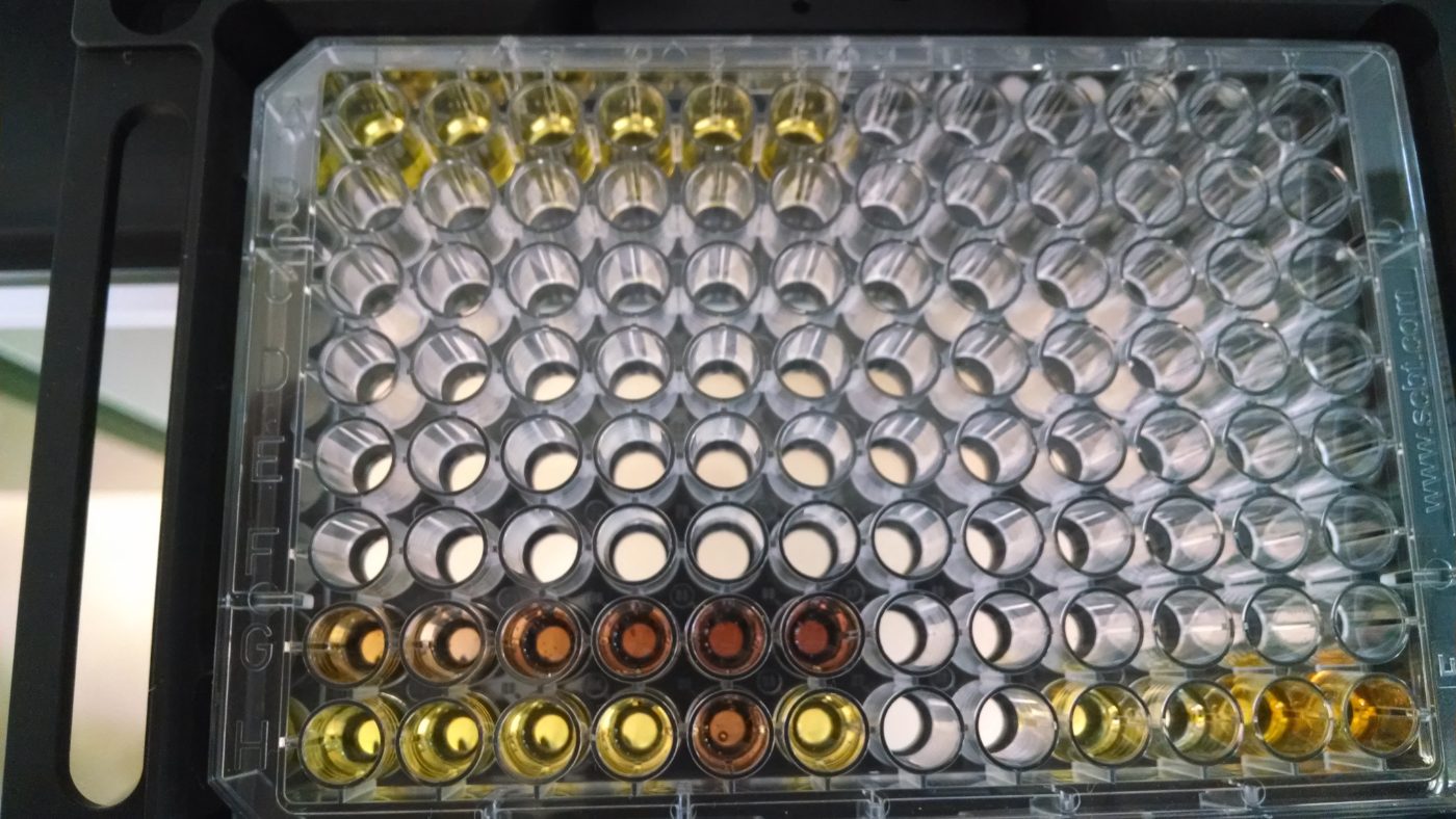 Microplate loaded with reagents in a laboratory setting