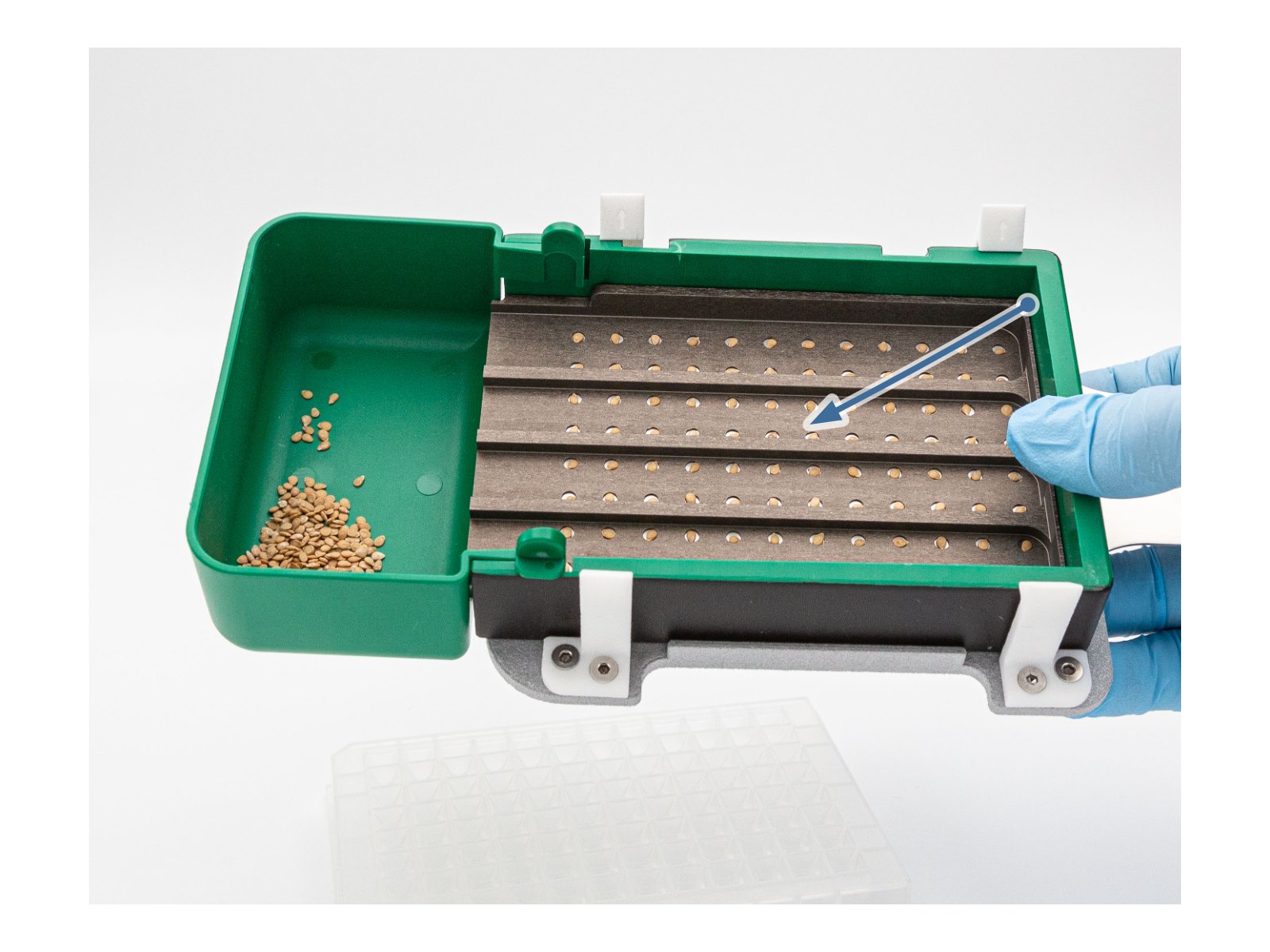Step 2: one seed sitting in every hole of the LabTIE seed dispenser mesh plate